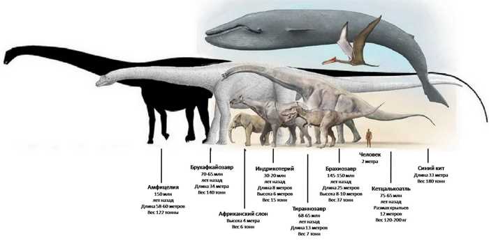 Влияние климата на размер и вес динозавров