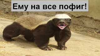 Экзотические животные с агрессивным поведением