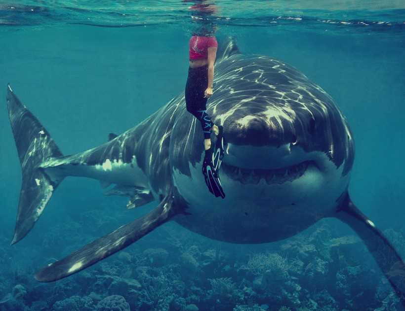 Почему в некоторых морях нет акул