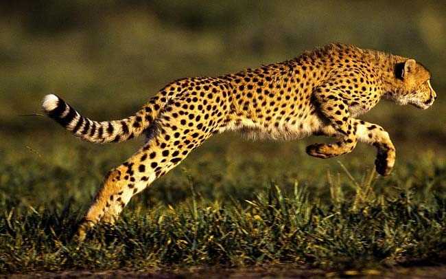 Почему гепард считается самым быстрым животным в мире?