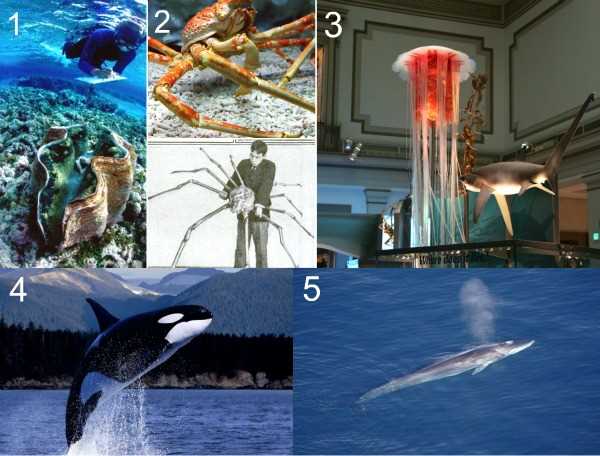 Самое большое морское млекопитающее