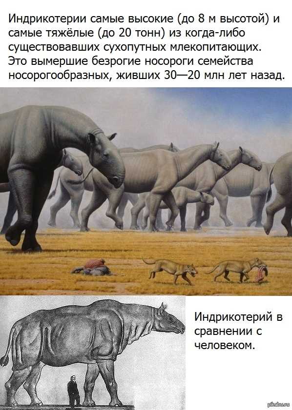 Самое большое млекопитающее из когда-либо существовавших