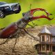 Самое дорогое насекомое в мире | Узнайте, какое насекомое считается самым дорогим в мире