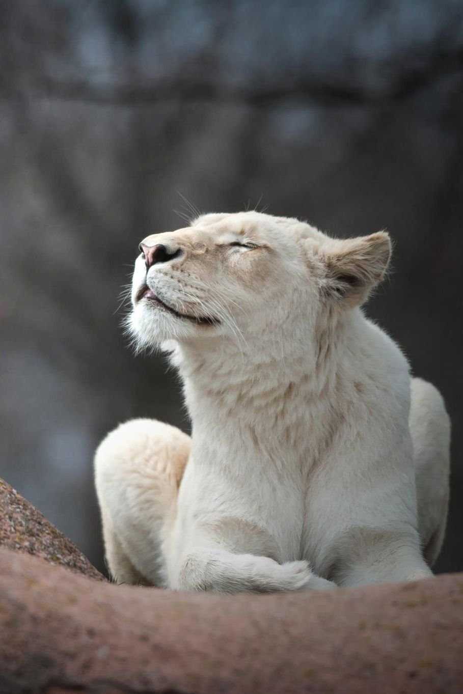 Качества