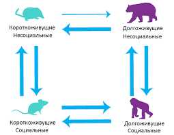 Примеры самых короткоживущих животных