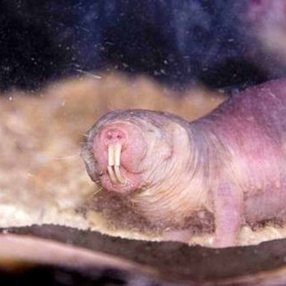 Мирные животные и их значение
