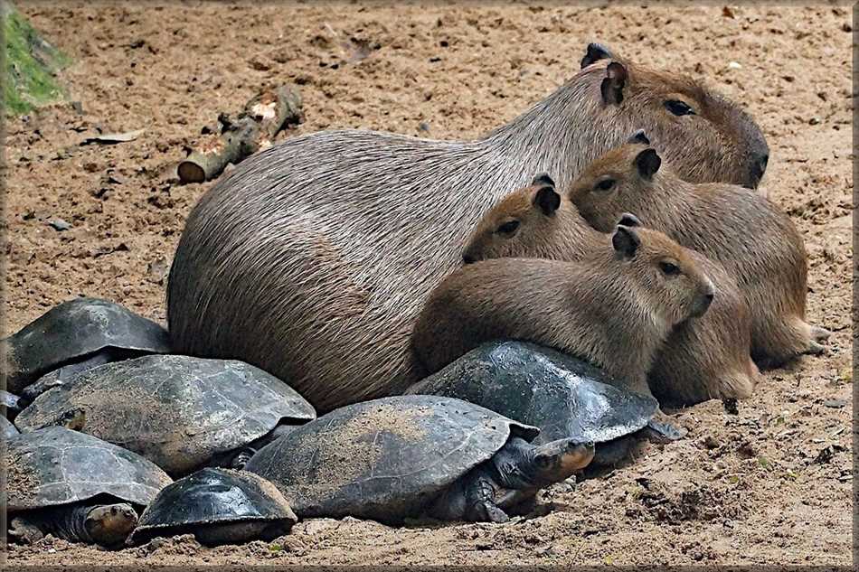 Самое мирное животное в мире