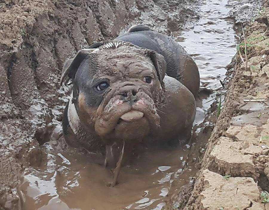 Самое нечистоплотное животное