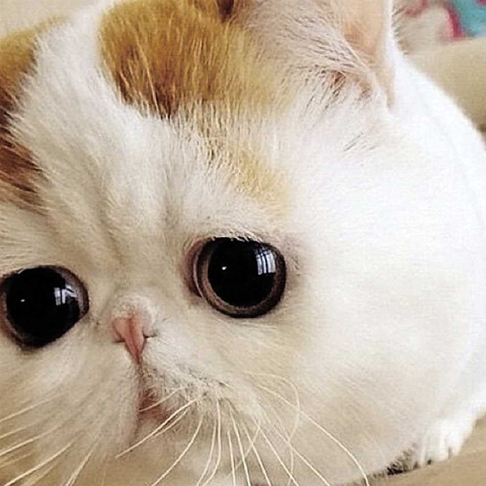 Ленивцы
