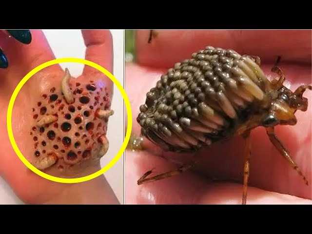 Опасная угроза: комары