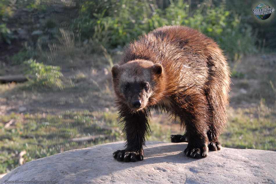 Статистика нападений