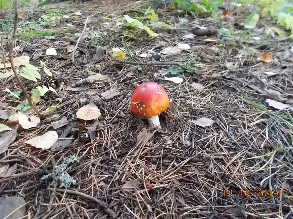 Самое полезное животное для человека
