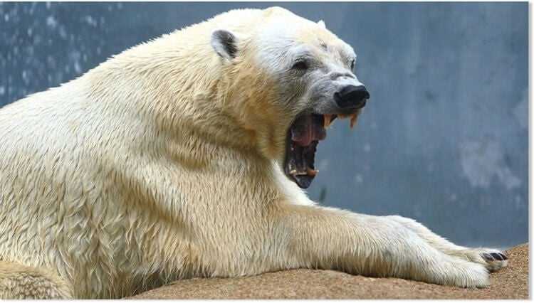 Камчатский медведь: гигант с севера