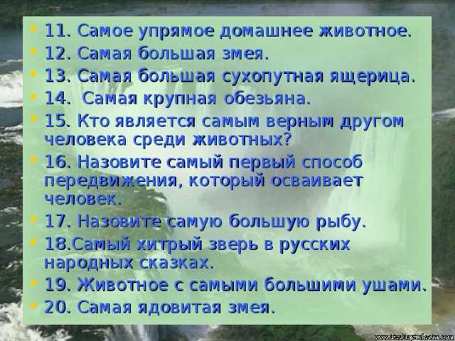 Что такое упрямство у животных?