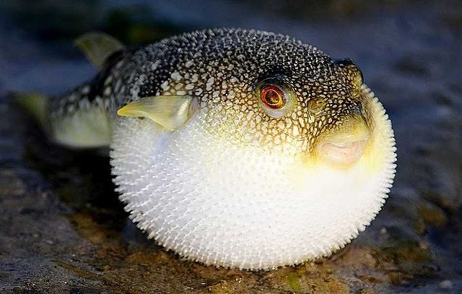 Самое ядовитое морское животное