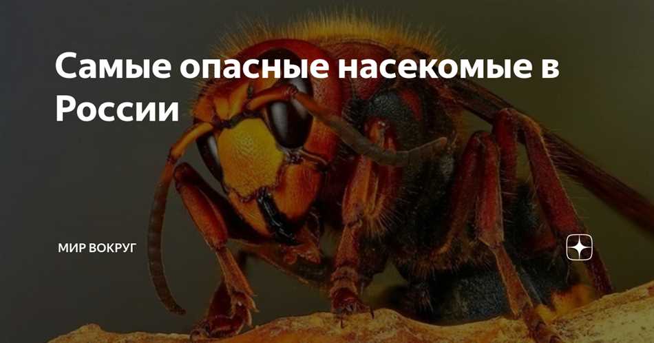 Симптомы от укуса ядовитых насекомых