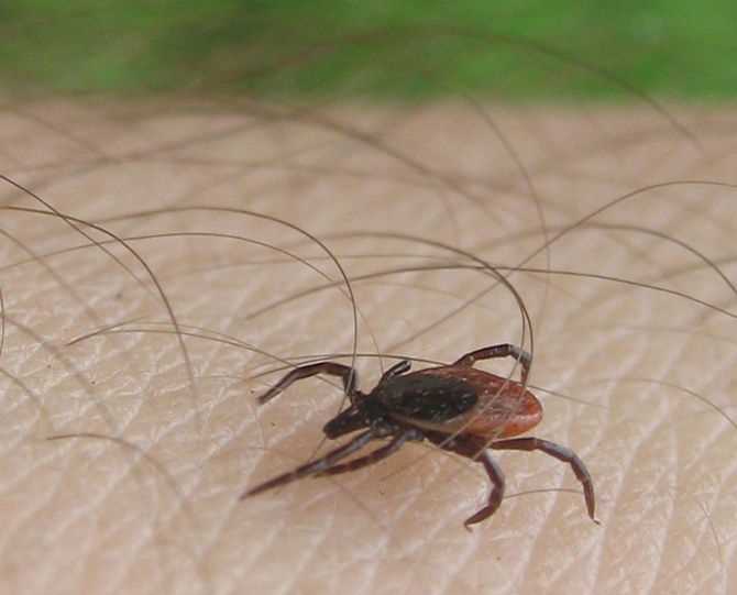Зачем нужно знать о ядовитых насекомых
