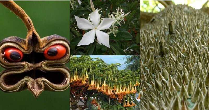 Что такое ядовитое растение?