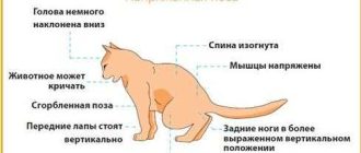 Симптомы кошачьих болезней: как распознать и помочь своей кошке