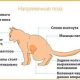 Симптомы кошачьих болезней: как распознать и помочь своей кошке