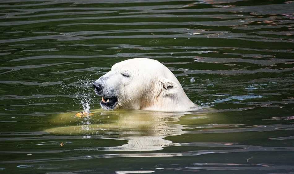 Охота и питание под водой у белых медведей