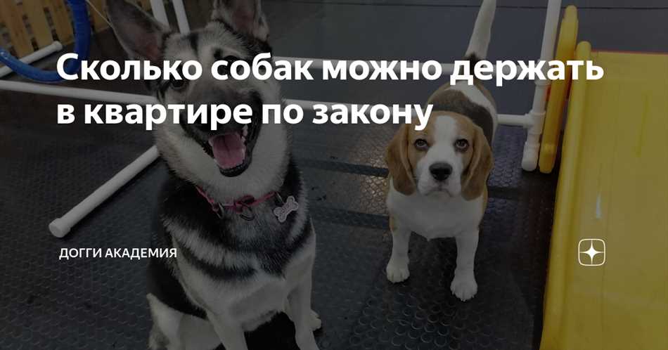 Сколько домашних животных можно содержать в квартире по закону?