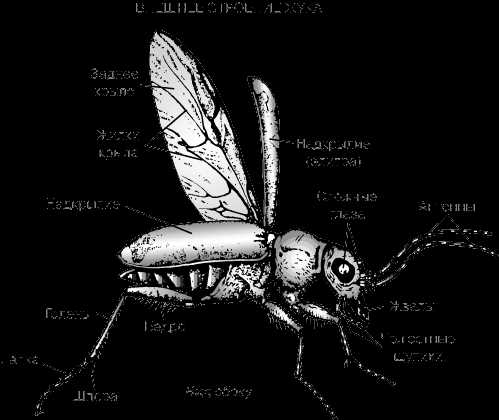 Современные исследования сколько крыльев имеет жук?