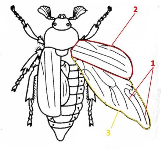 Как эволюция влияла на количество крыльев у жуков?