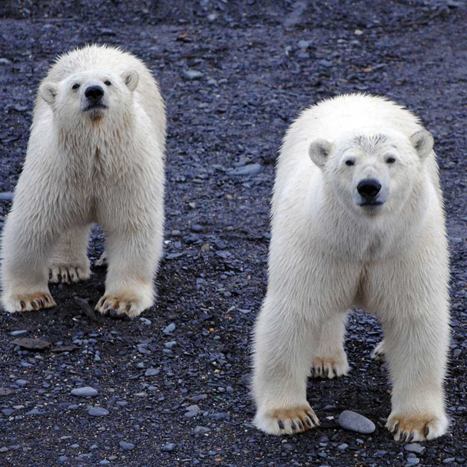 Факторы, влияющие на продолжительность жизни белых медведей