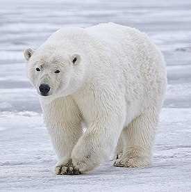 Продолжительность жизни белых медведей в естественных условиях