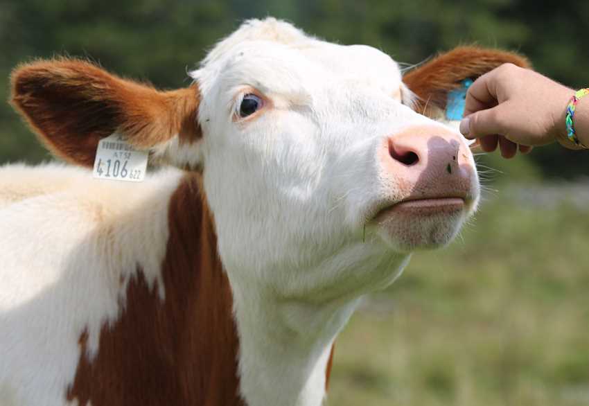 Сколько людей в год убивают коровы?