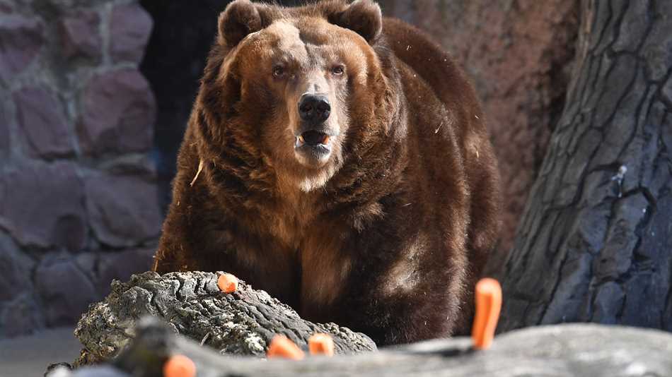 Сколько медведей осталось в мире?