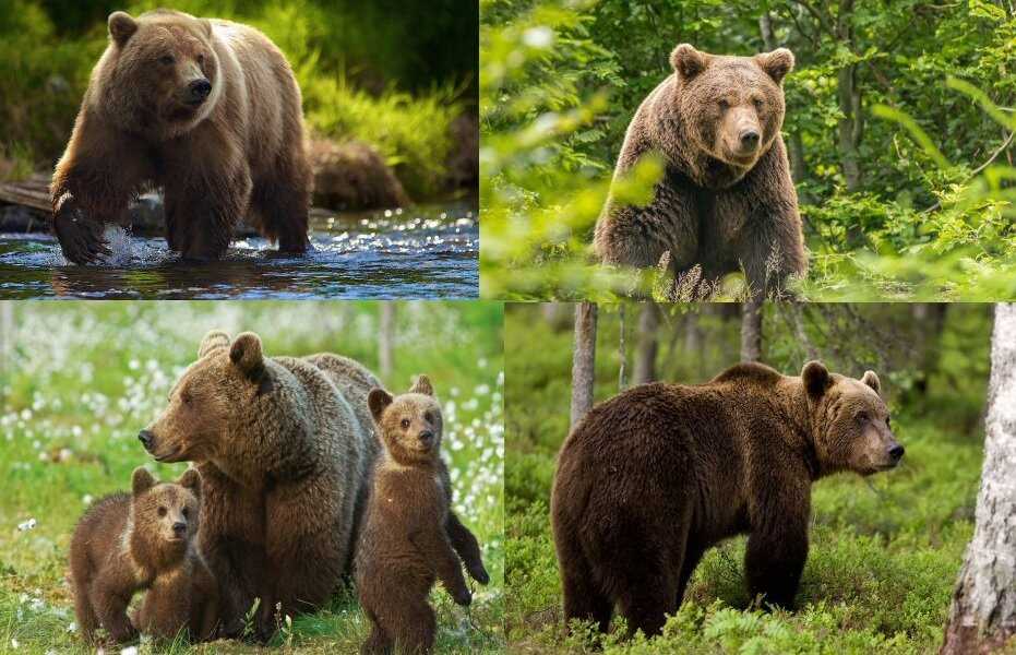 Виды медведей в России