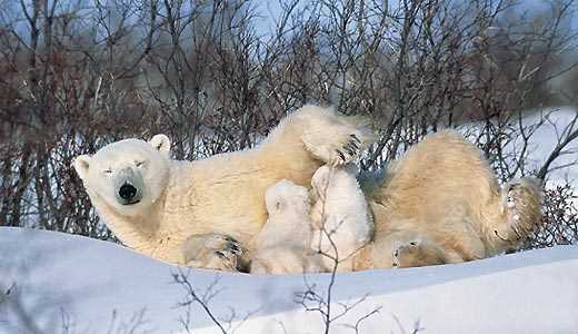 Продолжительность периода кормления медвежат молоком