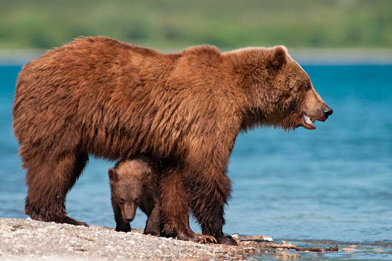 Размер помета у медведицы
