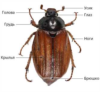 Ноги у жуков: количество и функции