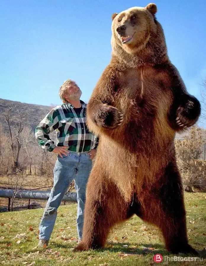 Каков размер и вес медведя гризли?