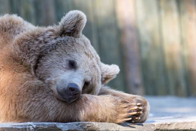 Длительность спячки у медведей