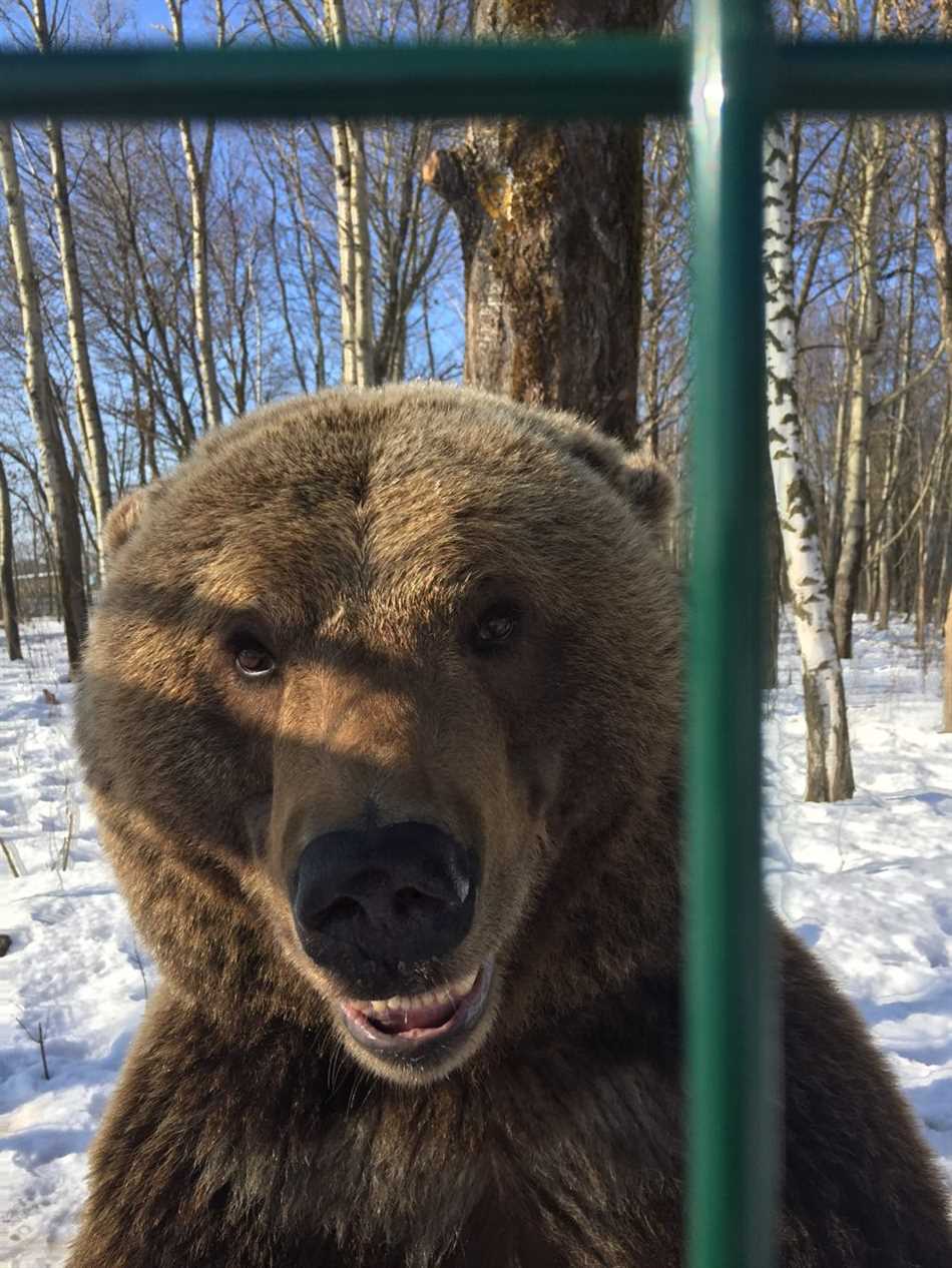 Длительность спячки у медведей