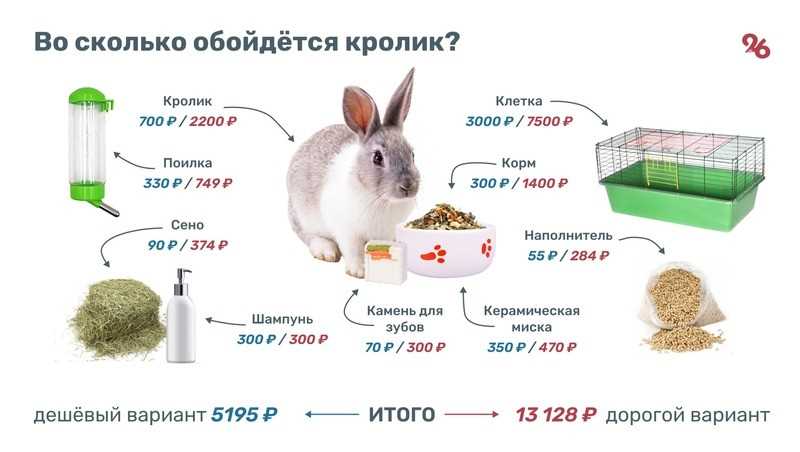 Сколько стоит содержать кролика?