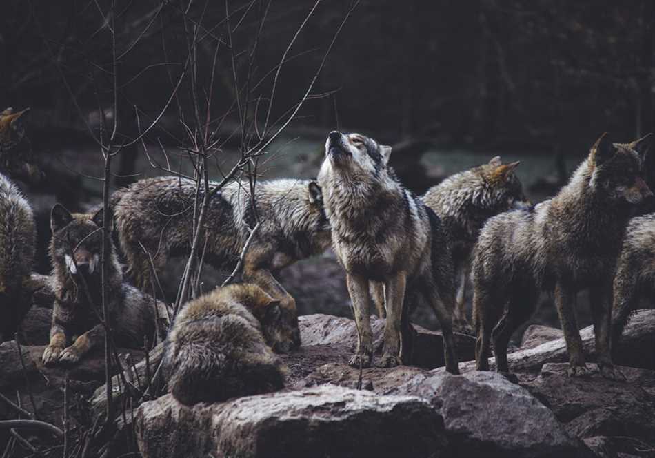 Иерархия в стае волков