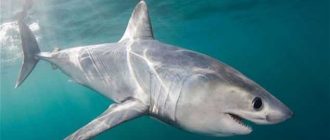 Сколько видов акул опасны для человека?