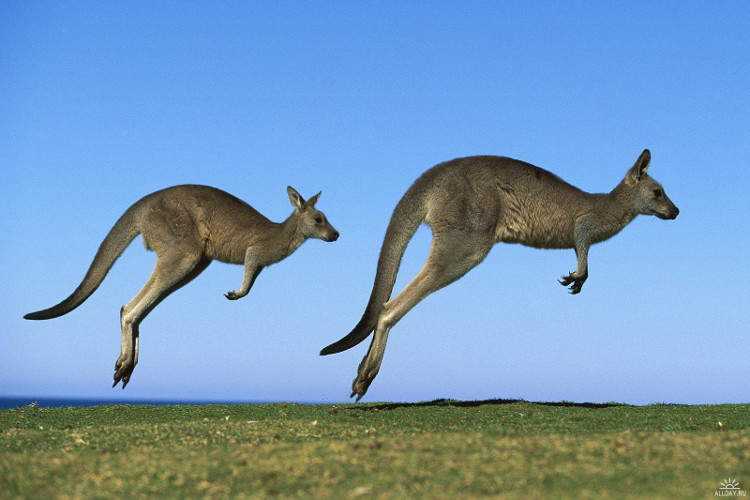 Сколько видов кенгуру?