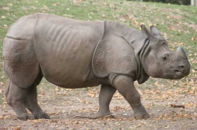 Северный носорог