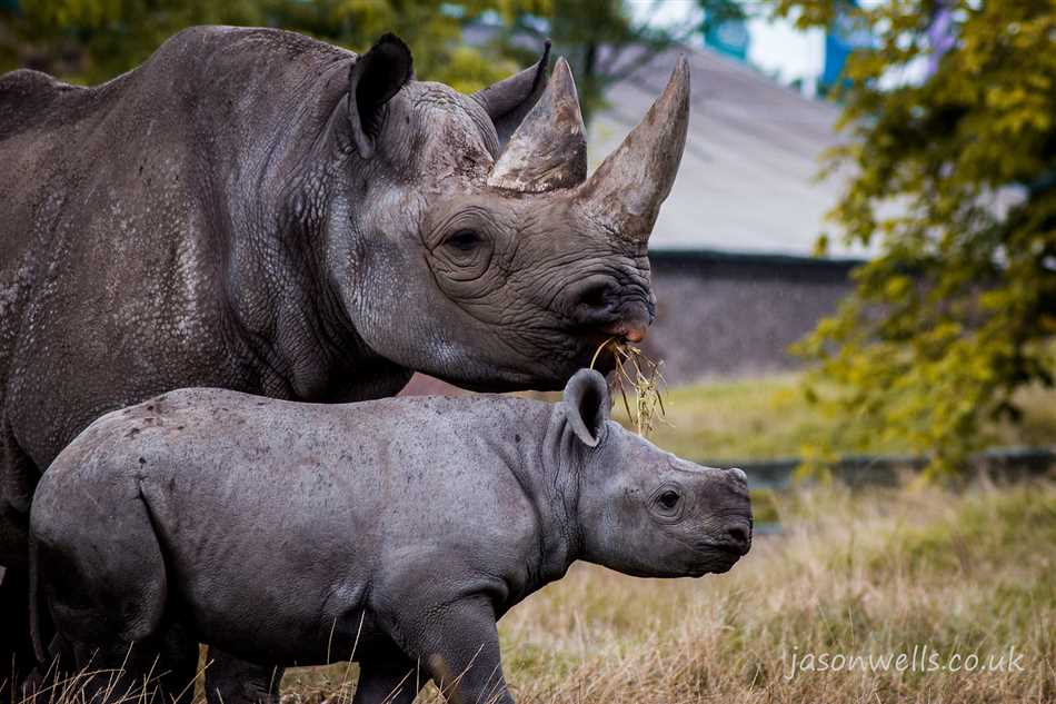 Описание северного носорога