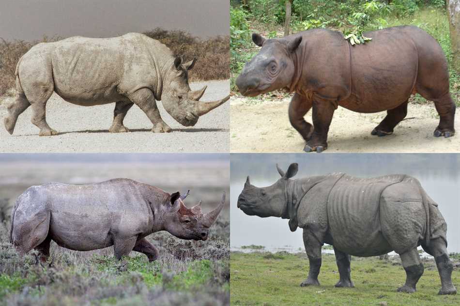 Сколько видов носорогов?