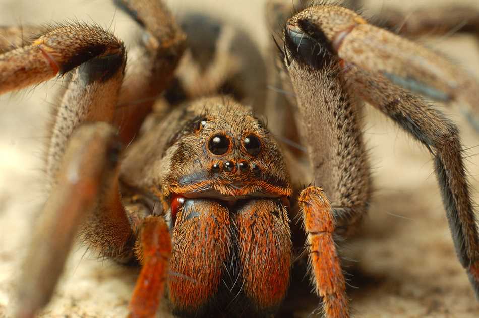 Сицилийский паук (лат. Lycosa tarantula)