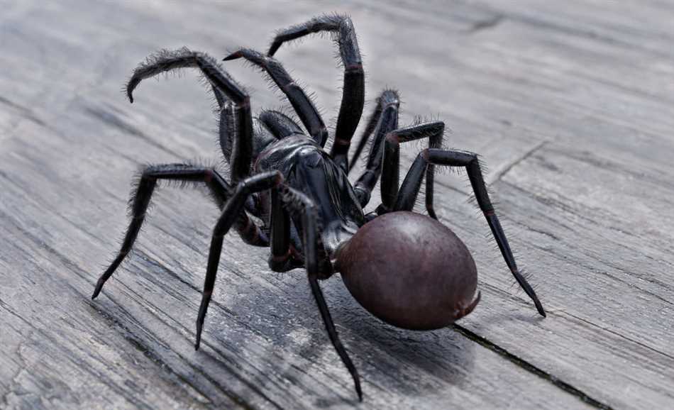 Красная вдова (лат. Latrodectus)
