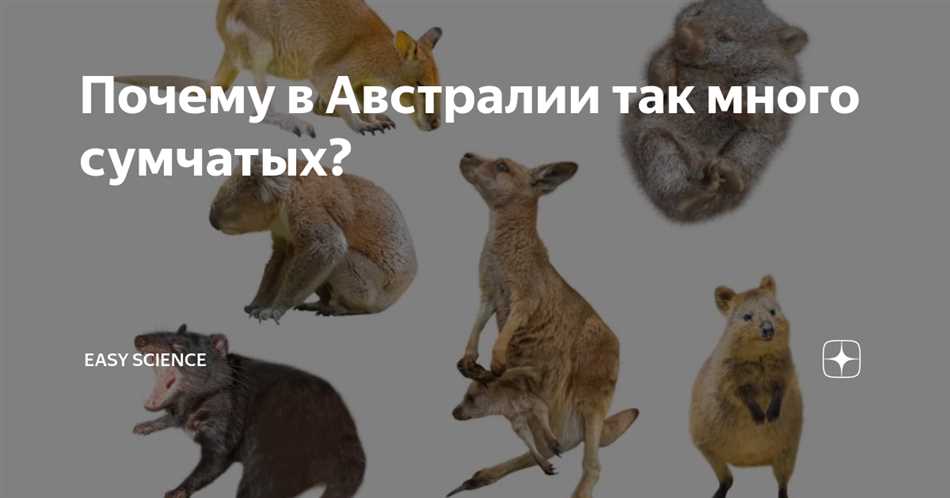 Кускус