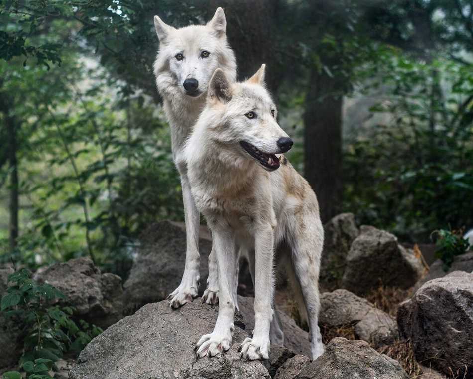 Волки и их генетика